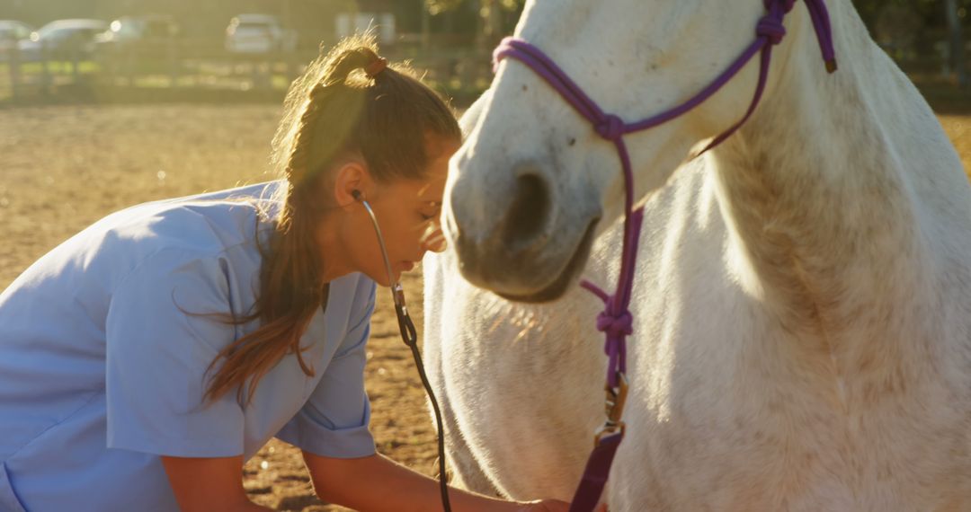 Veterinarian Examining Horse with Stethoscope in Outdoor Farm - Free Images, Stock Photos and Pictures on Pikwizard.com