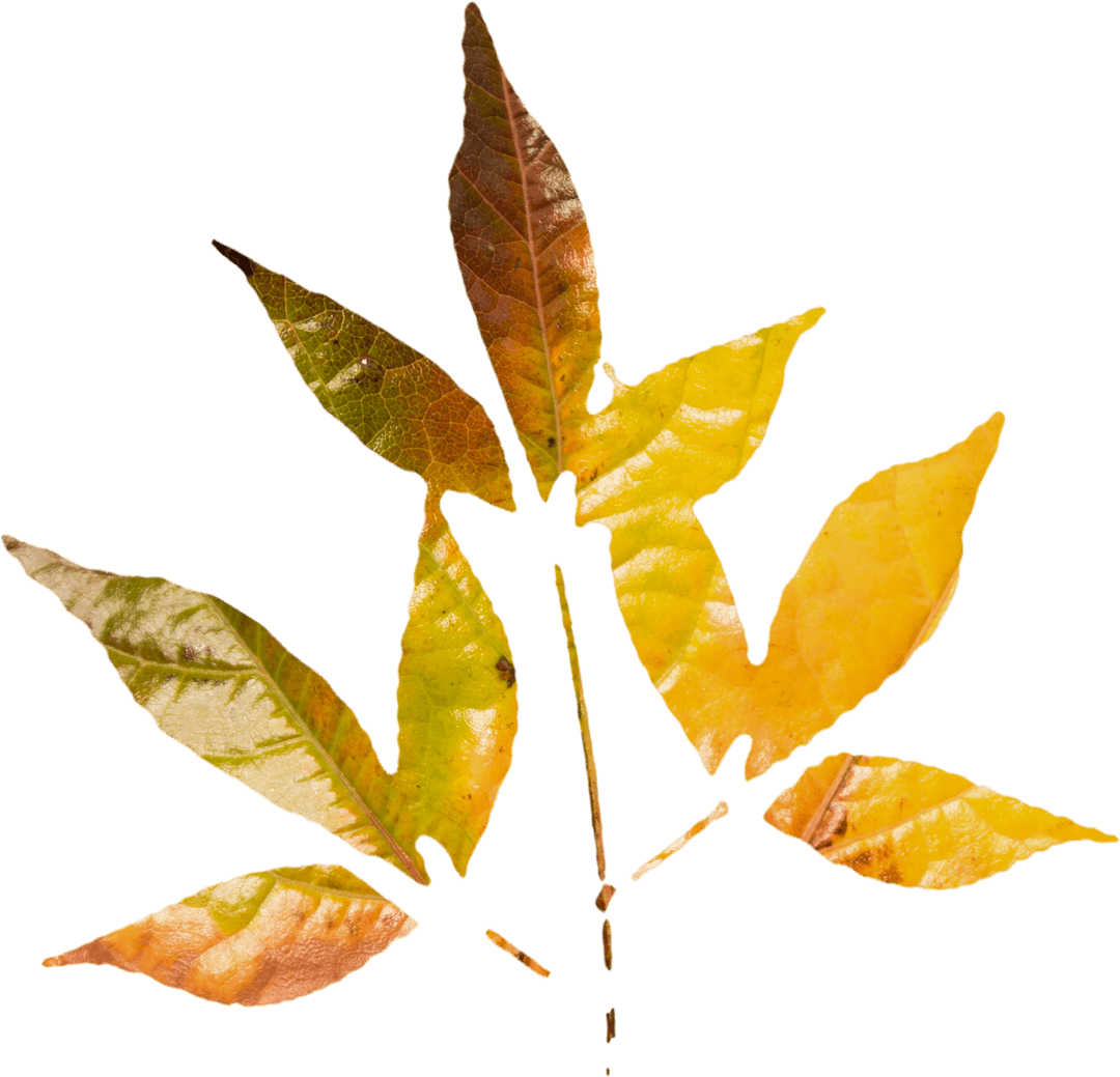 Transparent Multicolored Autumn Leaves Artistic Design