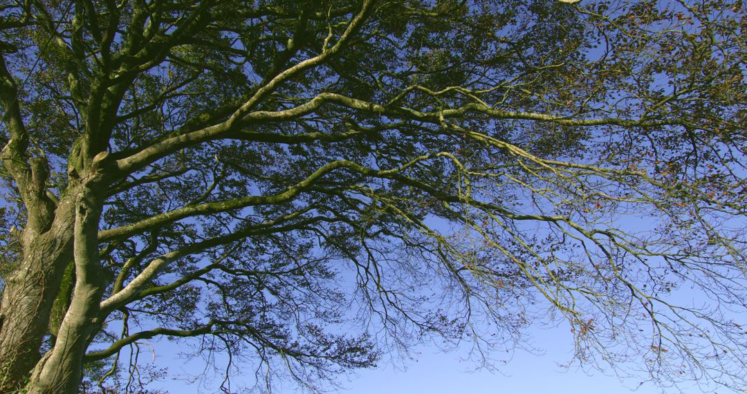 Tree branches contrasting against the blue sky on a sunny day - Free Images, Stock Photos and Pictures on Pikwizard.com