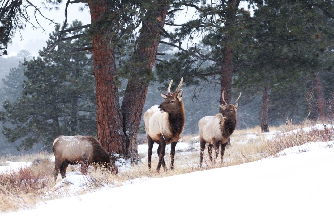 Elk Grazing in Snowy Pine Forest During Winter - Free Images, Stock Photos and Pictures on Pikwizard.com
