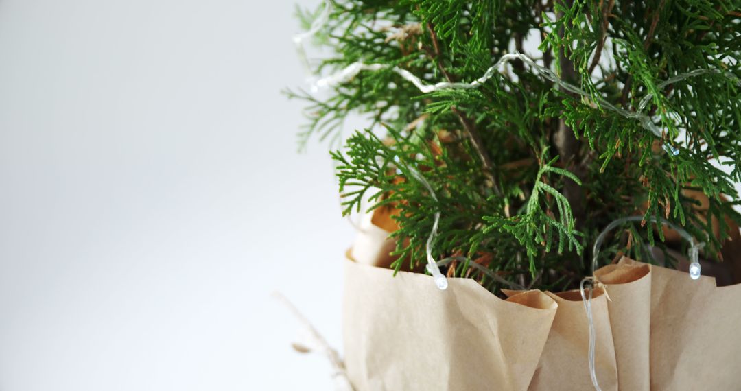 A potted evergreen plant wrapped in brown paper stands against a plain background, with copy space - Free Images, Stock Photos and Pictures on Pikwizard.com