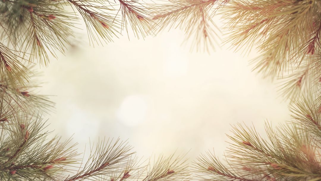 Framing Pine Branches with Soft Sunlight and Bokeh for Seasonal Backgrounds