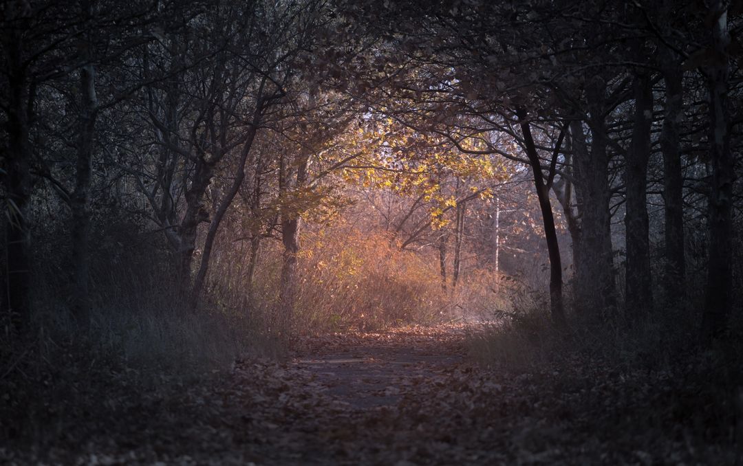 Mysterious Forest Pathway Illuminated by Gentle Sunlight