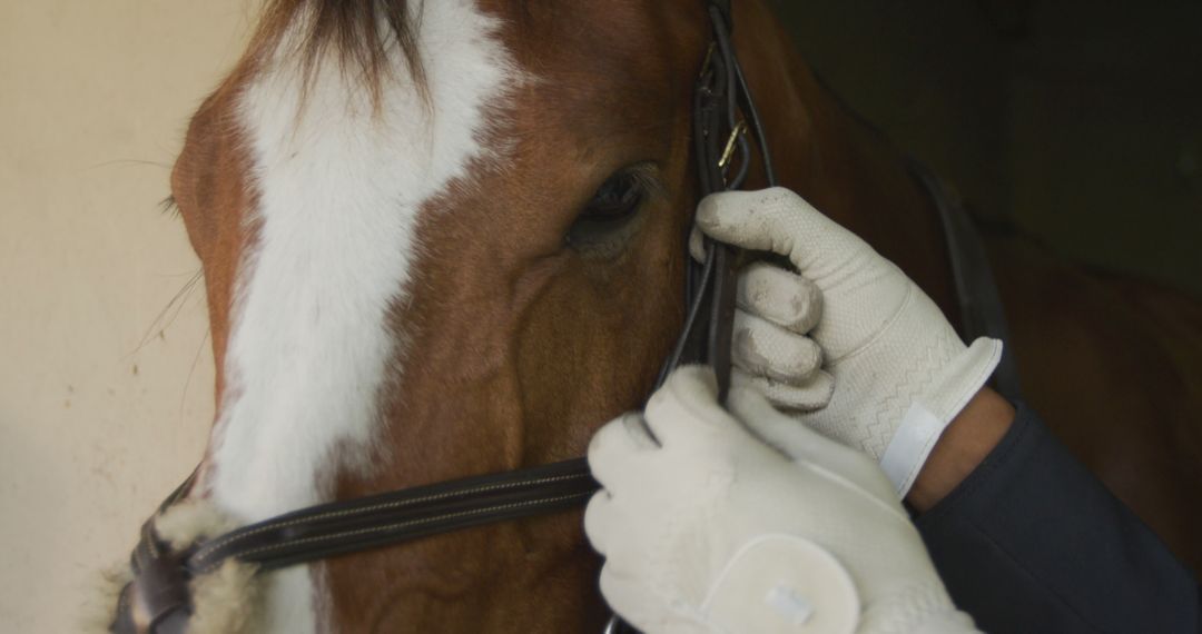 Close-Up of Horse Bridle Adjustment with Gloved Hands - Free Images, Stock Photos and Pictures on Pikwizard.com