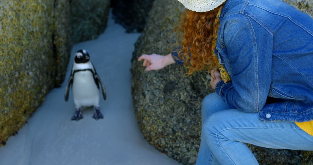 Woman Interacting With Penguin in Natural Habitat - Free Images, Stock Photos and Pictures on Pikwizard.com