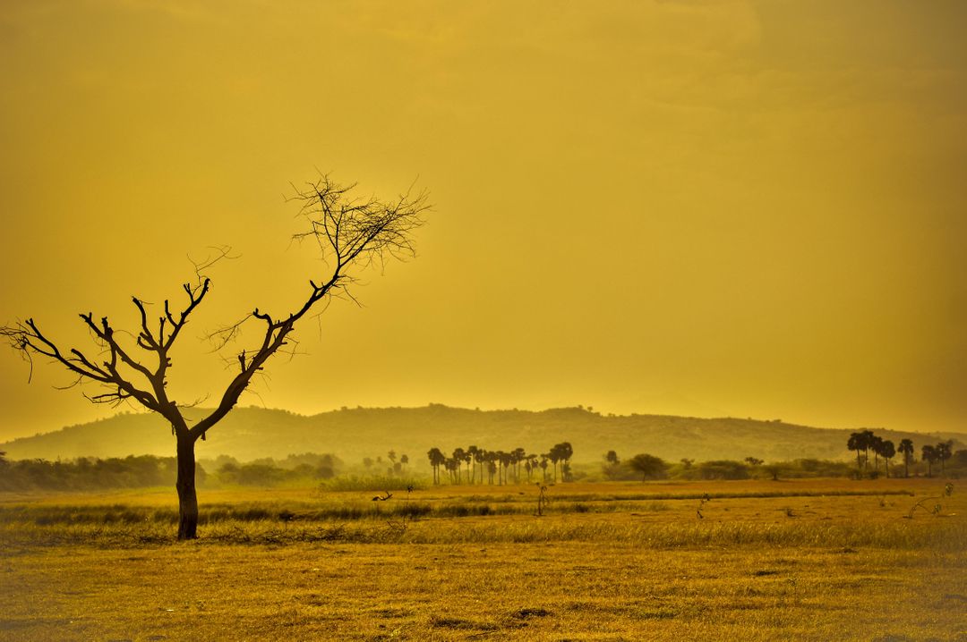 Solitary Tree in Golden Desert Landscape at Dusk - Free Images, Stock Photos and Pictures on Pikwizard.com