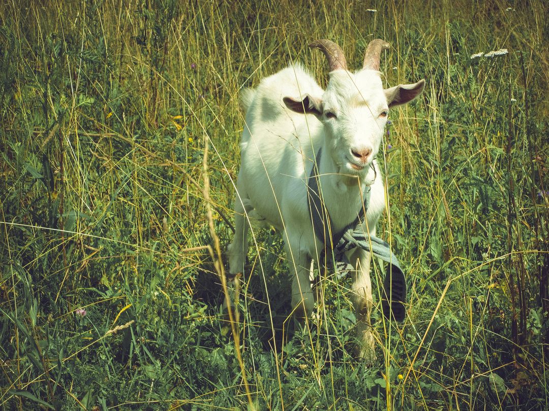 Goat in Meadow Grazing Grass on Summer Day