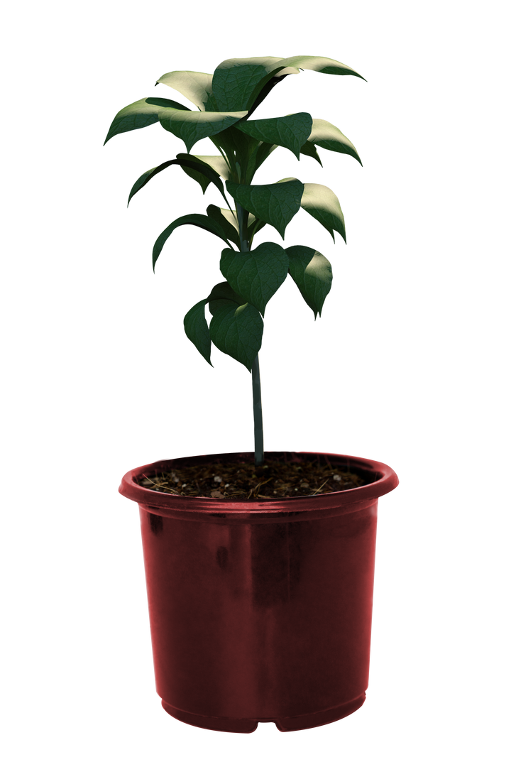 Potted Plant with Green Foliage Isolated on Transparent Background - Download Free Stock Images Pikwizard.com