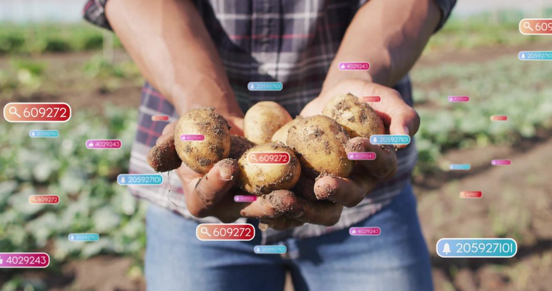Farmer Harvesting Potatoes with Digital Augmented Reality Icons in Field