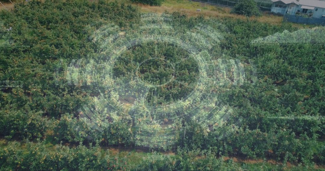 Aerial Technological Visualization of Precision Farming in Orchard