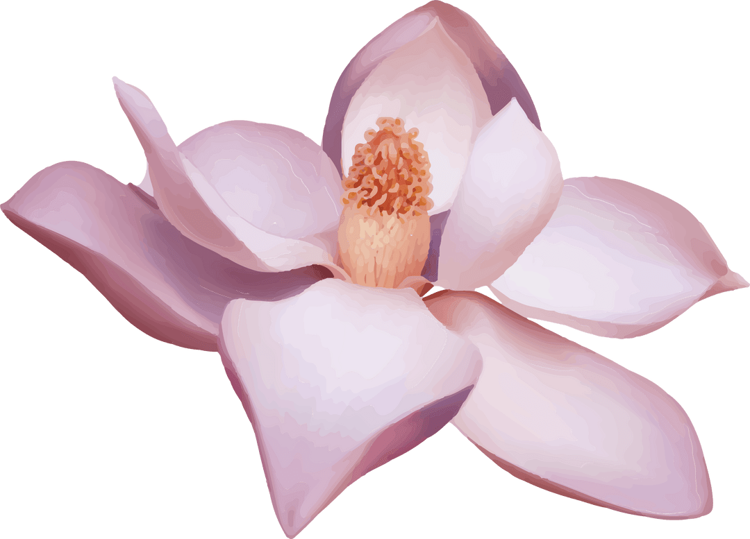 Elegant Magnolia Blossom on Transparent Background for Spring Themes