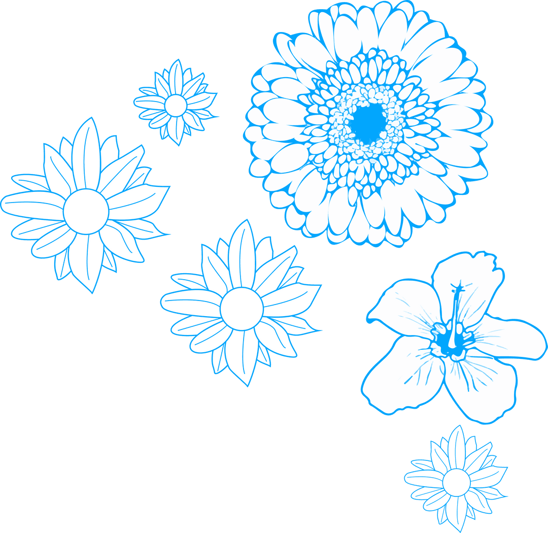 Transparent Outline of Daisy Gerbera Hibiscus Flowers on Transparent Background