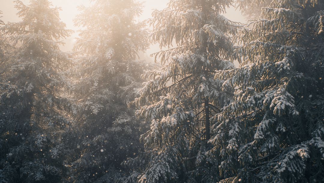 Sunlit Snow-Covered Evergreens with Drifting Snowflakes