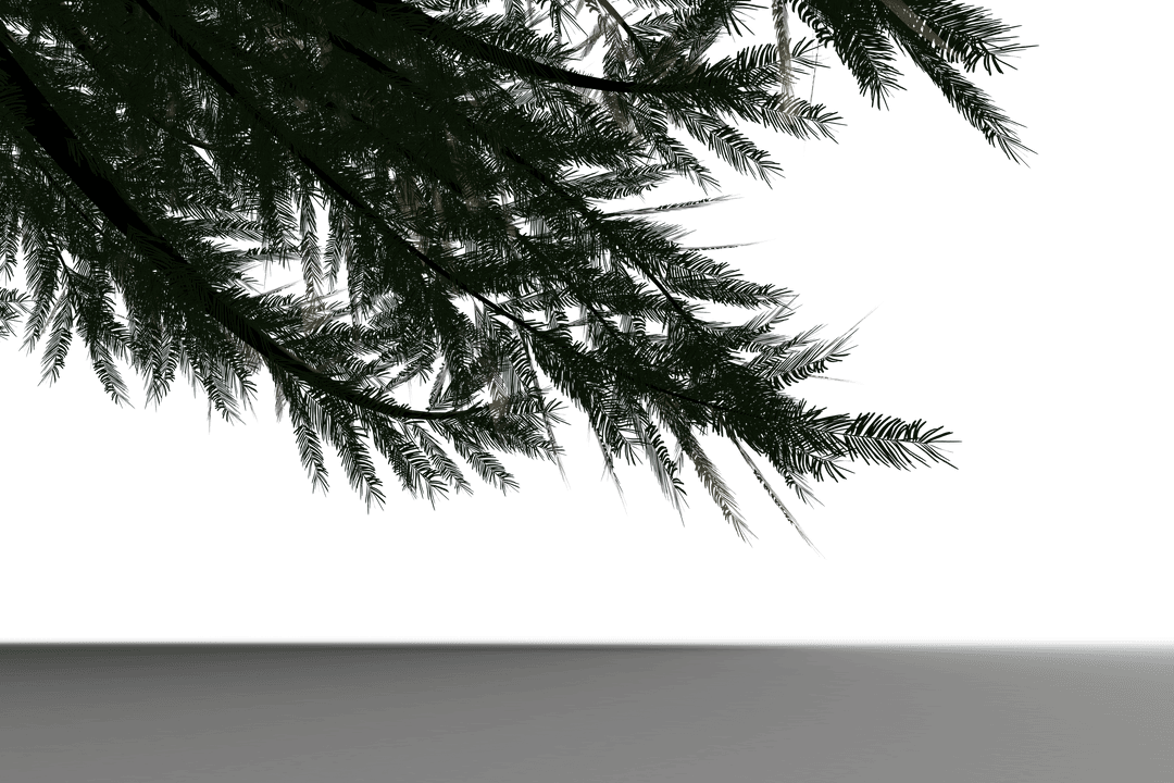 Transparent Pine Tree Branches with Dark Green Foliage