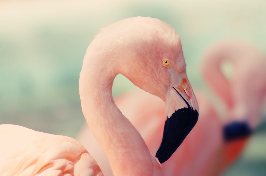 Close-Up of Flamingo with Soft Focus Background - Free Images, Stock Photos and Pictures on Pikwizard.com