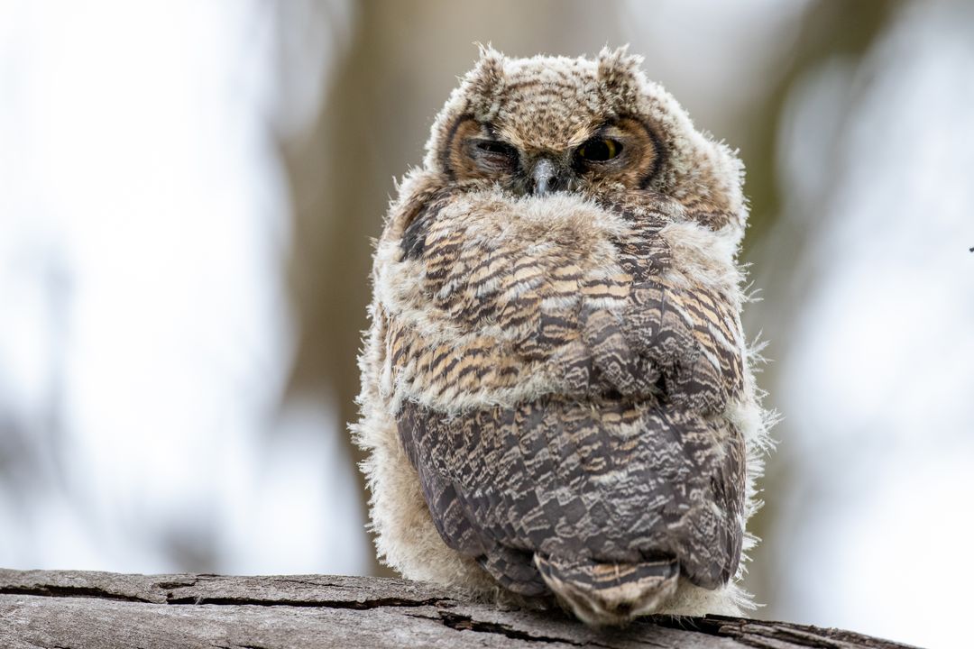 Fluffy Great Horned Owl Resting on Tree Branch in Nature