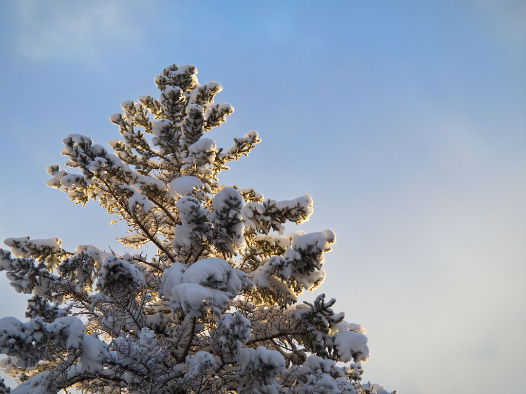 Snow-Covered Pine Branches Glowing in Golden Morning Light Against Blue Sky