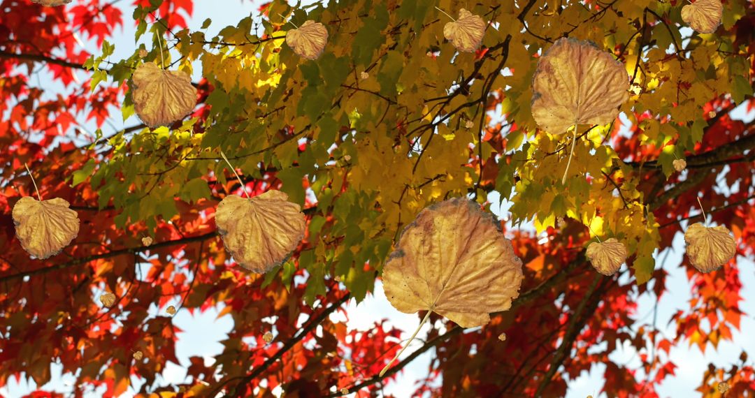 Vibrant Autumn Leaves Floating Against Clearing Sky