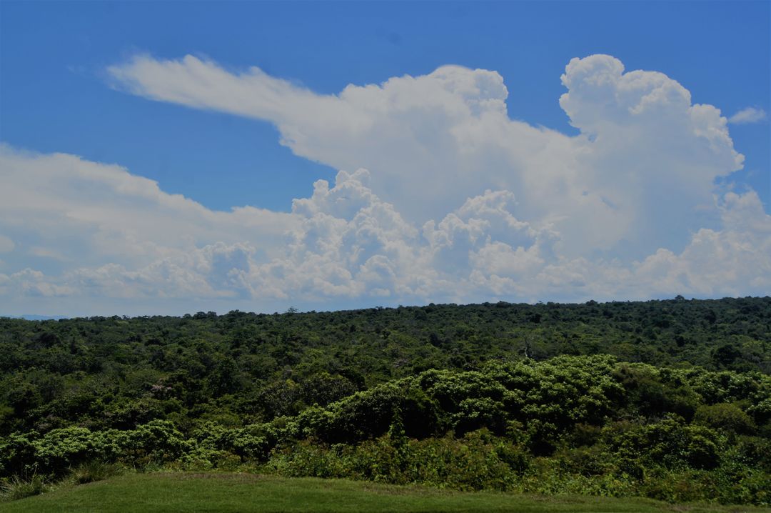 Lush Green Forest Under Blue Sky with Fluffy Clouds - Free Images, Stock Photos and Pictures on Pikwizard.com