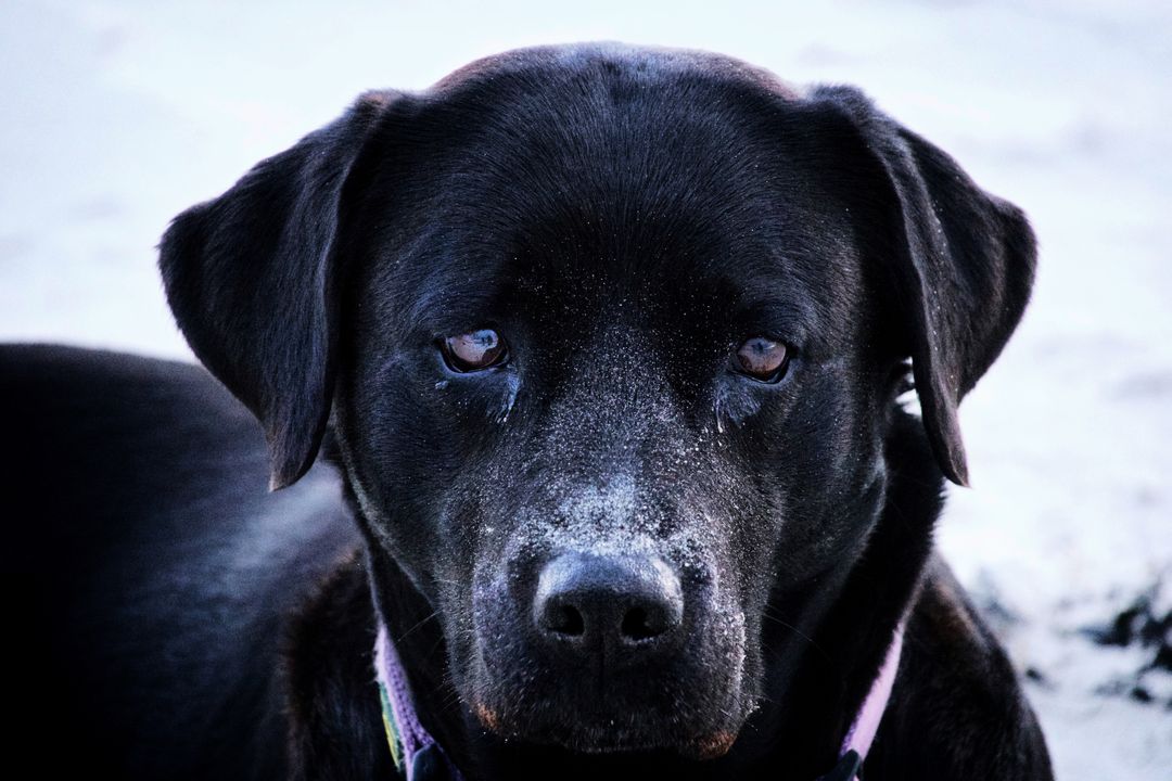 Labrador retriever Retriever Sporting dog - Free Images, Stock Photos and Pictures on Pikwizard.com