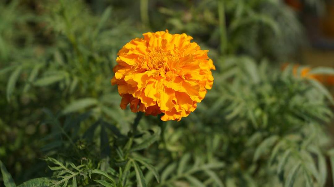 Close up of orange marigold blooming outdoors - Free Images, Stock Photos and Pictures on Pikwizard.com