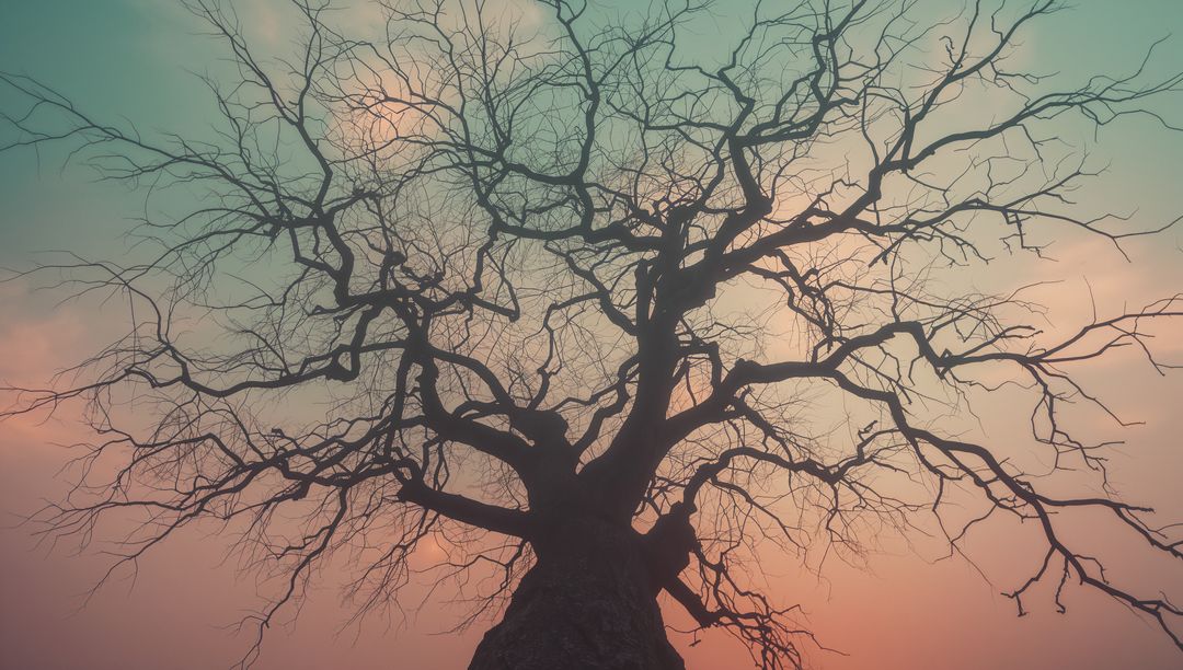 Silhouette of Bare Tree with Twisting Branches at Sunset