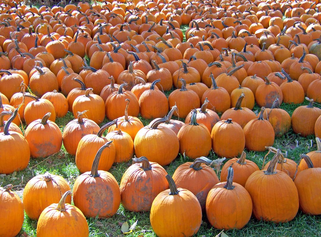 Pumpkin farm - Free Images, Stock Photos and Pictures on Pikwizard.com