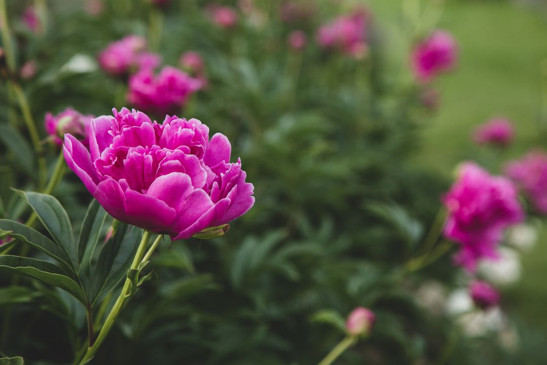 Vibrant Pink Peony Bloom Close-up, Lush Green Bokeh Background, Spring Floral Macro Detail
