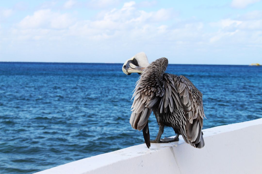 Brown Pelican Perching on Railing by Ocean on Sunny Day - Free Images, Stock Photos and Pictures on Pikwizard.com