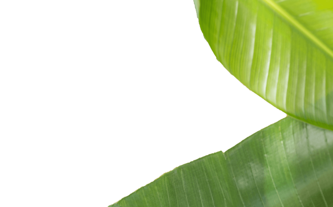 Transparent Tropical Leaves Close-up for Design Use
