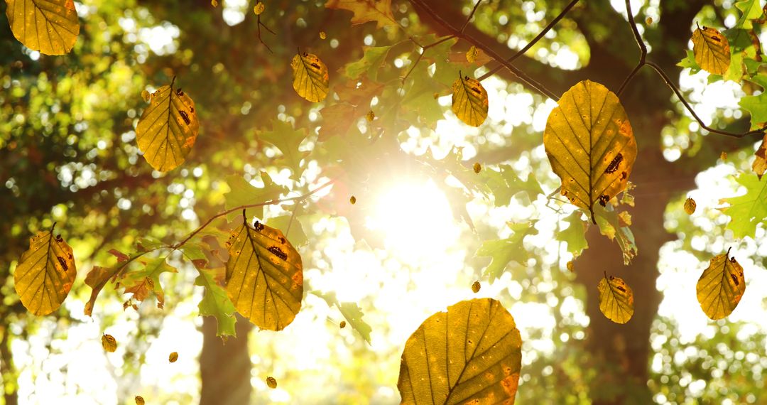 Autumn Leaves Falling with Sunlit Forest Background - Free Images, Stock Photos and Pictures on Pikwizard.com