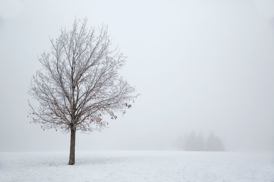 Lonely Tree in Foggy Winter Landscape - Free Images, Stock Photos and Pictures on Pikwizard.com