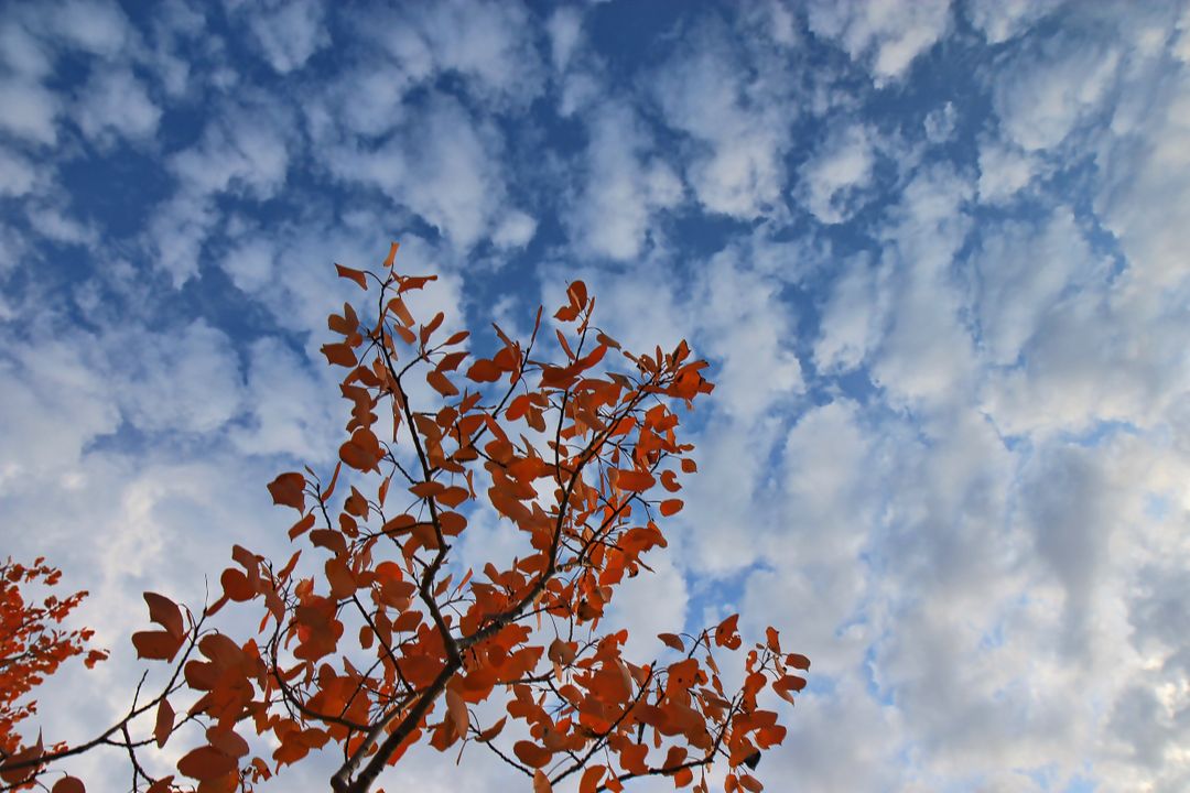 Autumn Leaves Against Blue Sky and Puffs of White Clouds - Free Images, Stock Photos and Pictures on Pikwizard.com