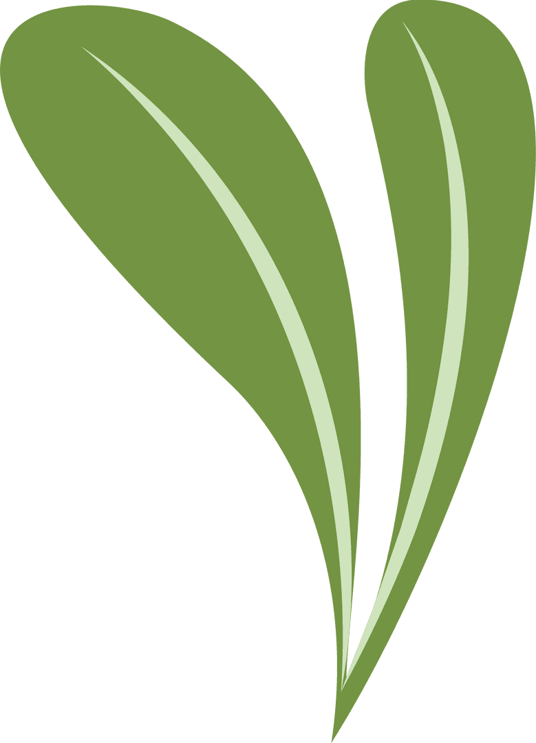 Minimal Green Leaves Illustration on Transparent Background