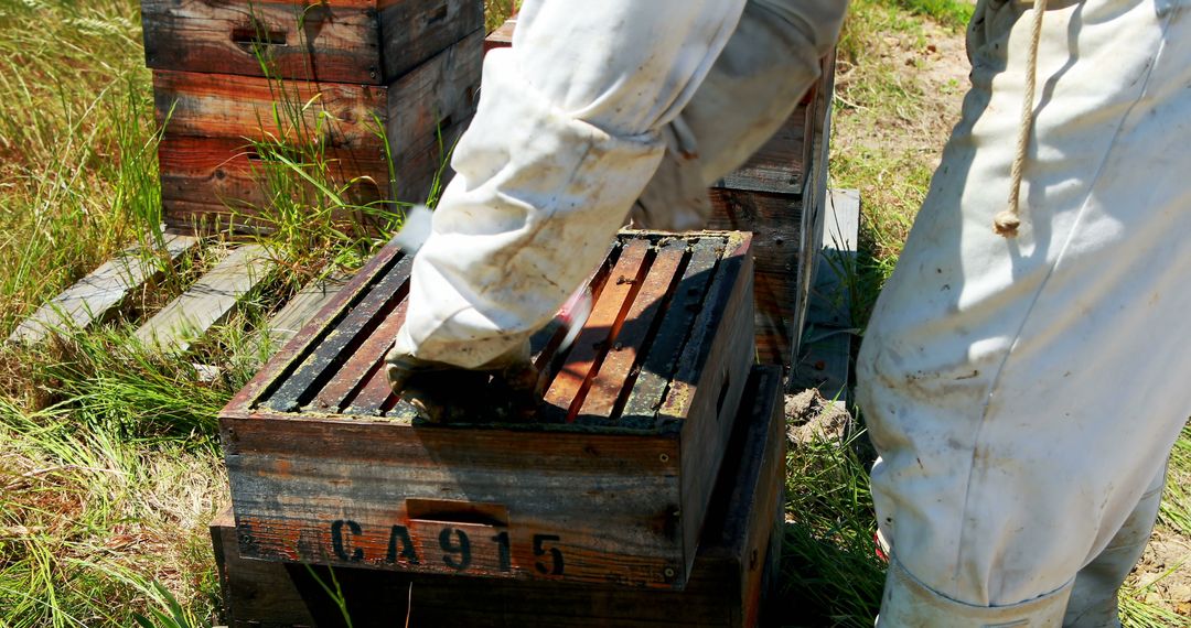 Beekeepers Managing Hives with Smoker in Apiary - Free Images, Stock Photos and Pictures on Pikwizard.com