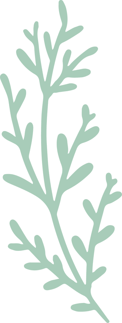 Minimalist Botanical Sprig on Transparent Background