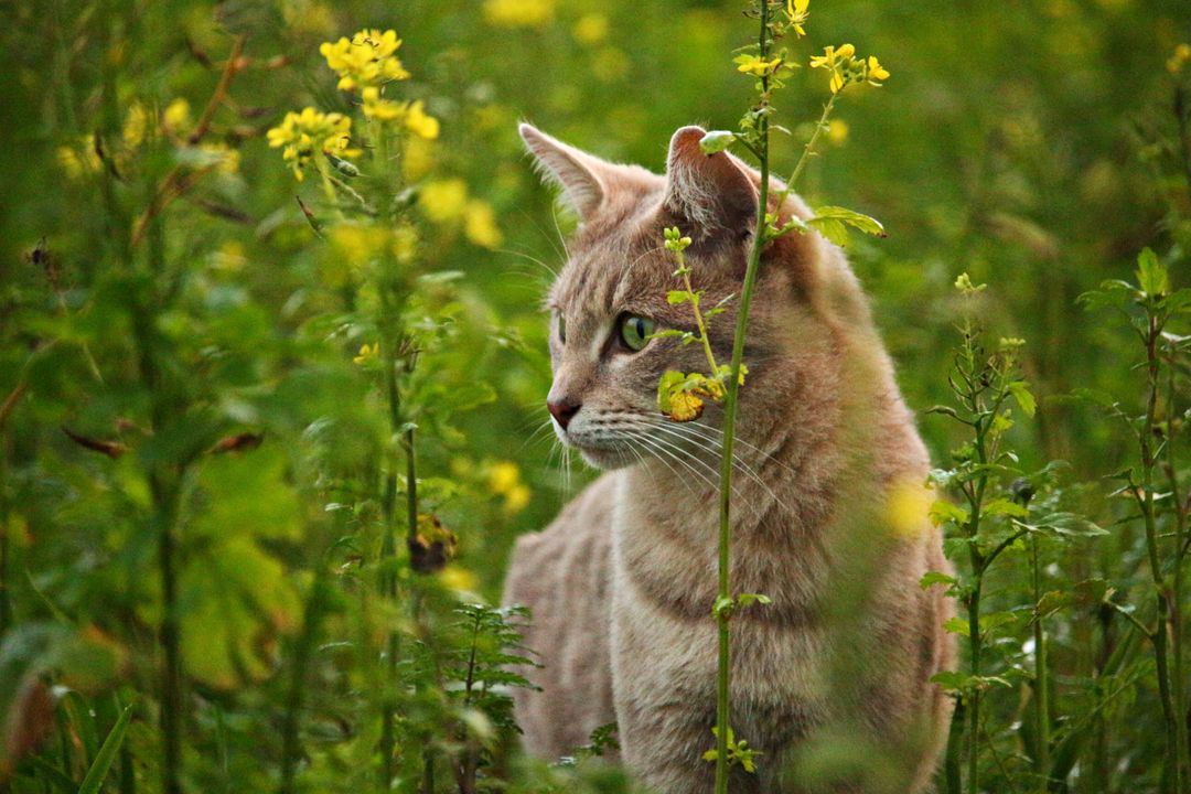 Curious Cat Exploring Wildflower Meadow on Summer Day - Free Images, Stock Photos and Pictures on Pikwizard.com