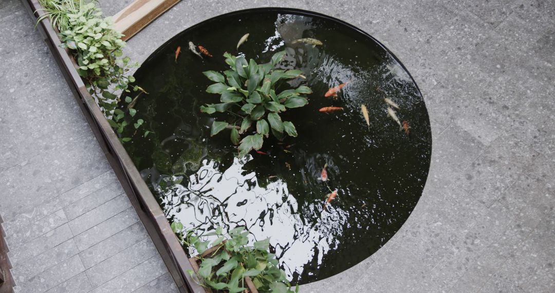 Aerial View of Fish Pond with Koi Fish and Green Plants - Free Images, Stock Photos and Pictures on Pikwizard.com