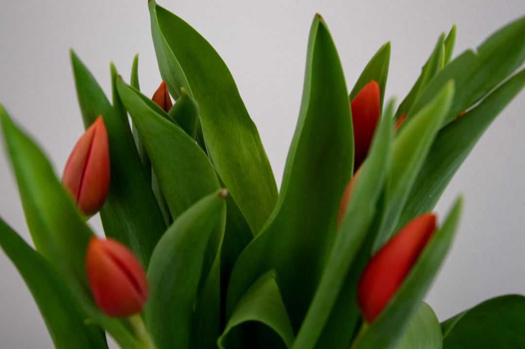 Close-up of Red Tulips with Green Leaves - Free Images, Stock Photos and Pictures on Pikwizard.com
