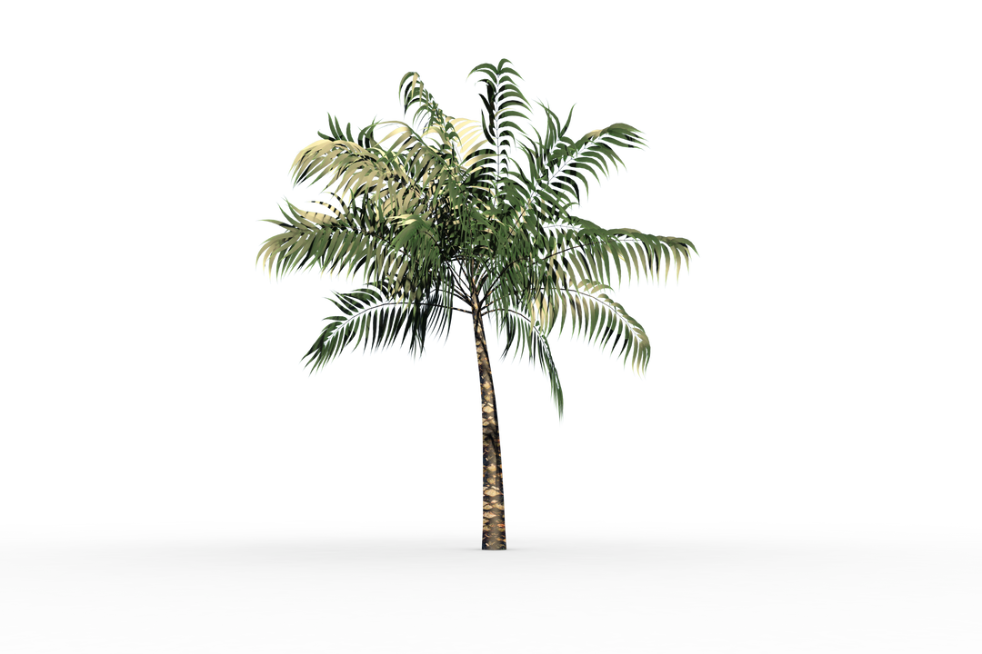 Transparent Isolated Tropical Palm Tree with Green Foliage - Download Free Stock Images Pikwizard.com