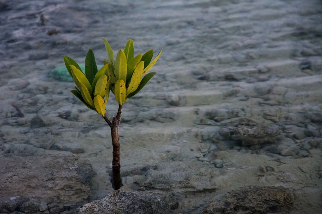 Young Mangrove Tree Growing in Shallow Water - Free Images, Stock Photos and Pictures on Pikwizard.com