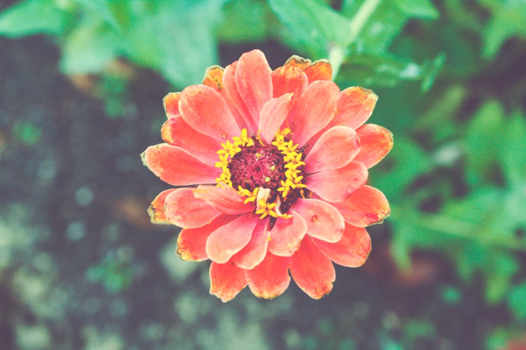 Vibrant Single Orange Zinnia Blossom in Full Bloom - Free Images, Stock Photos and Pictures on Pikwizard.com