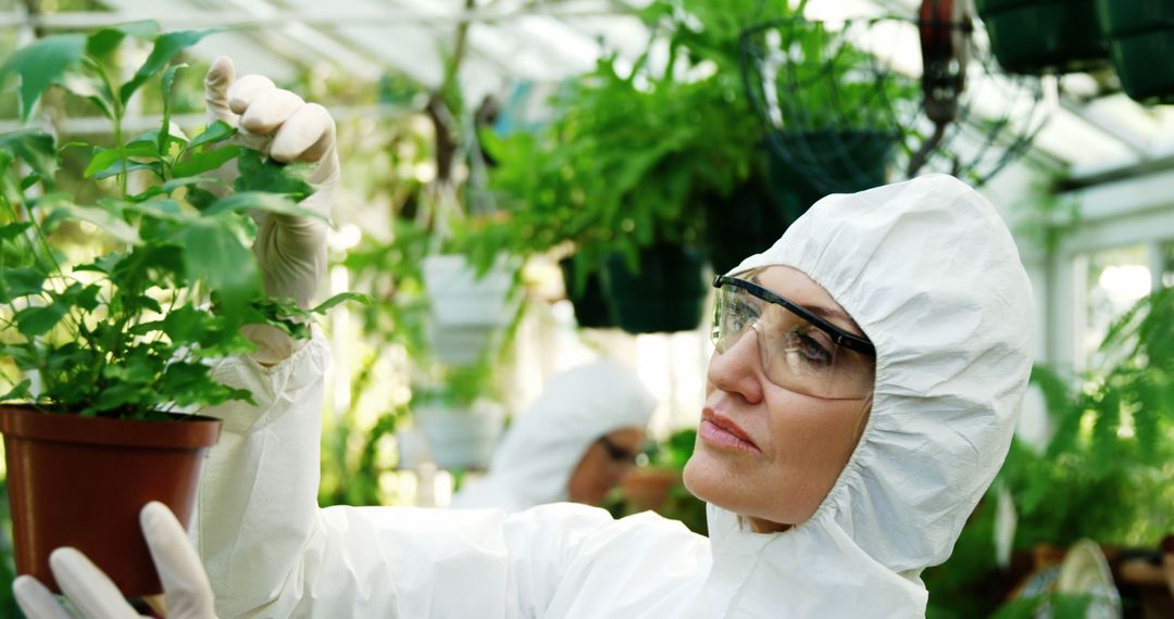 Female scientist checking pot plant in greenhouse - Free Images, Stock Photos and Pictures on Pikwizard.com