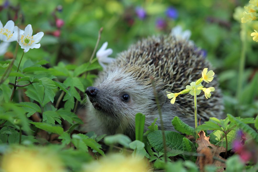 Hedgehog Exploring Lush Garden with Spring Flowers - Free Images, Stock Photos and Pictures on Pikwizard.com