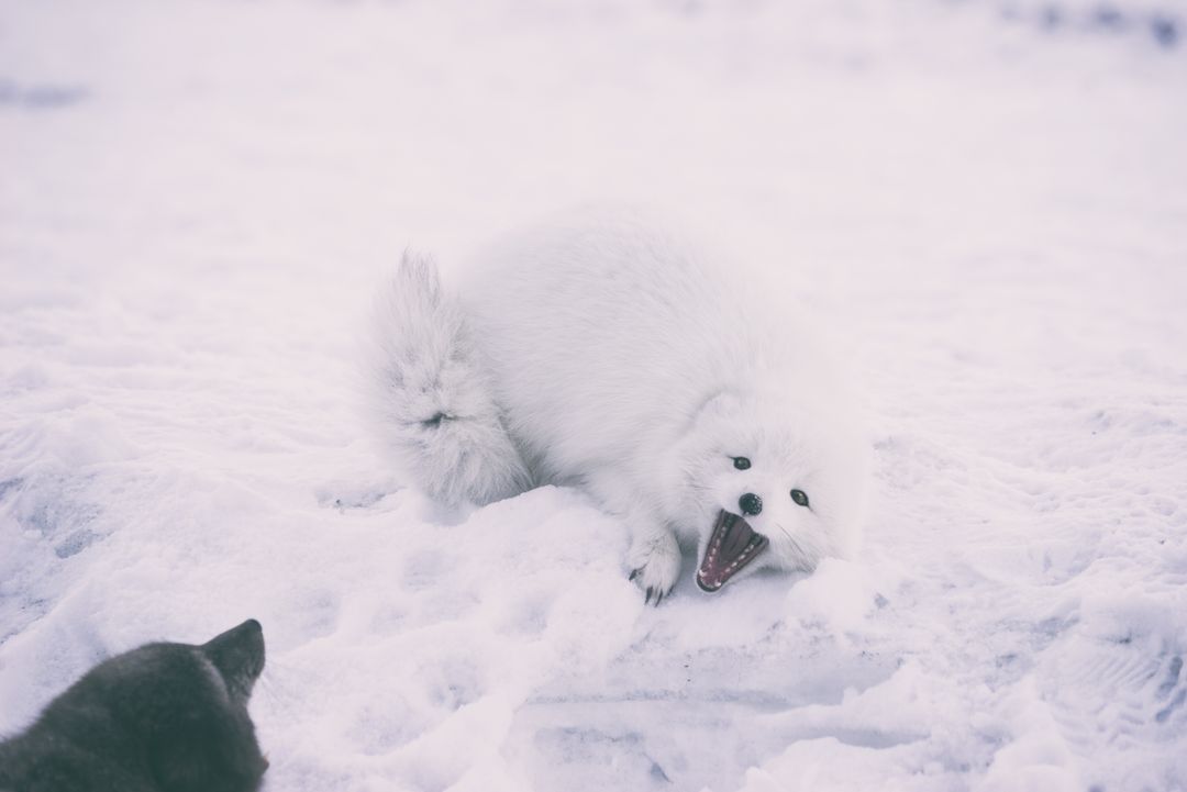 Playful Arctic Fox in Snow-covered Landscape - Free Images, Stock Photos and Pictures on Pikwizard.com