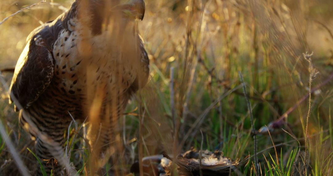 Raptor Eyeing Prey in Tall Grasses at Sunset - Free Images, Stock Photos and Pictures on Pikwizard.com