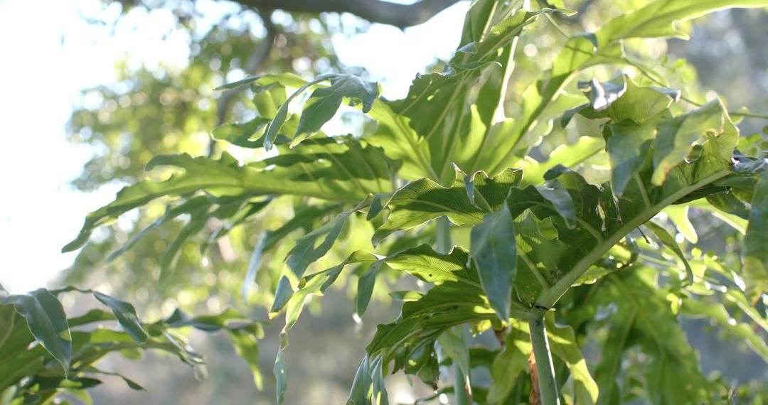 Lush Green Tropical Leaves in Sunlight - Free Images, Stock Photos and Pictures on Pikwizard.com