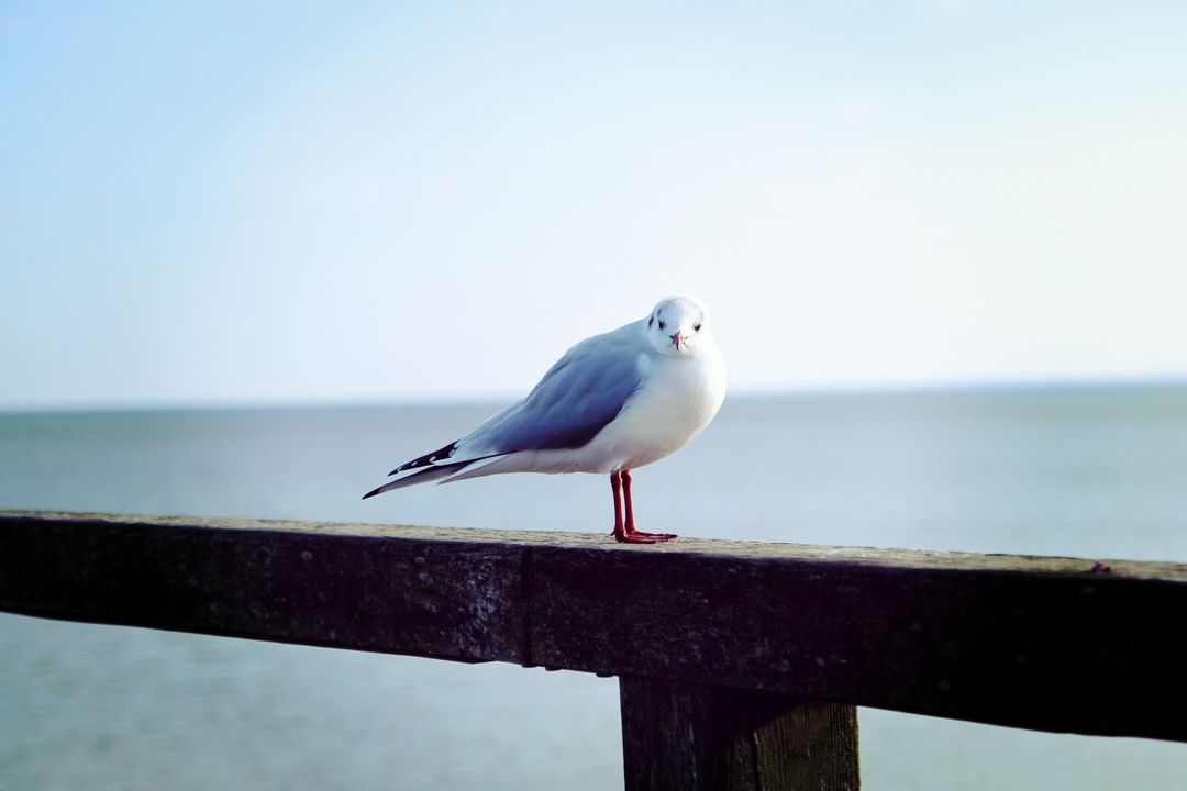 Seagull perching on wooden railing with ocean in background - Free Images, Stock Photos and Pictures on Pikwizard.com