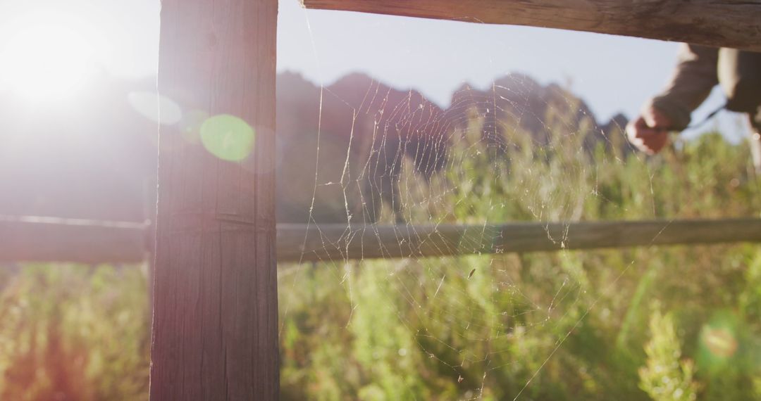 Sunlit Spider Web on Rustic Wooden Fence in Countryside - Free Images, Stock Photos and Pictures on Pikwizard.com