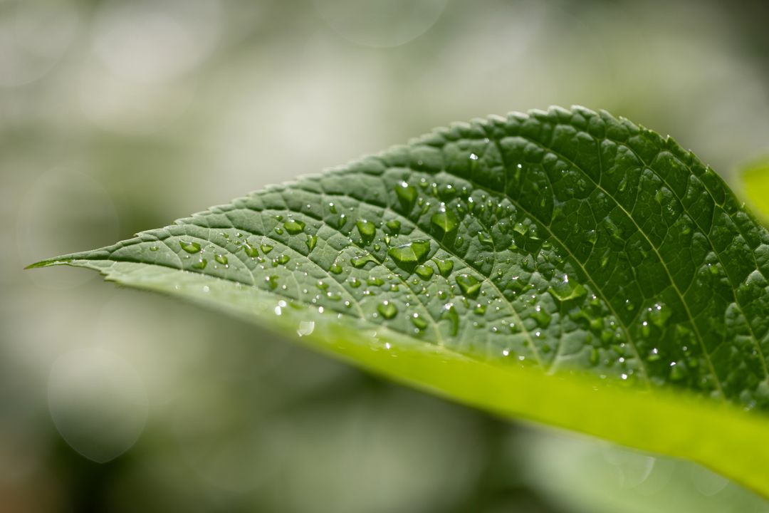 Close-up of birch leaf with dew drops sparkling in sunlight